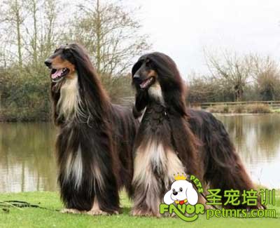 阿富汗犬