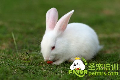 寵物兔子