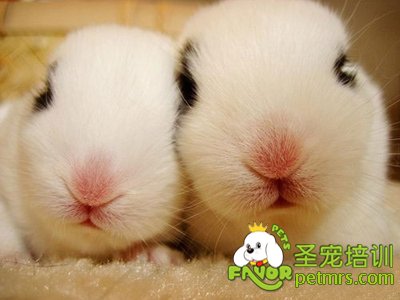 寵物兔