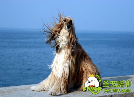 阿富汗犬