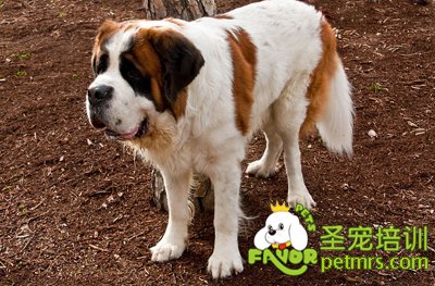 圣伯納犬