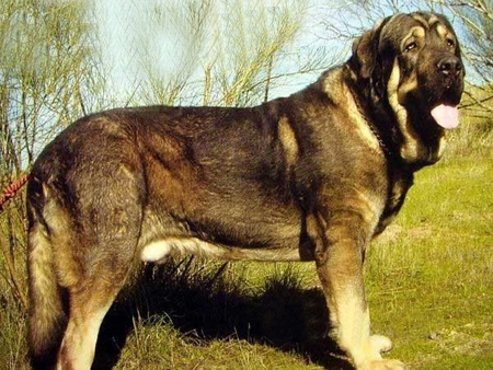 獒犬
