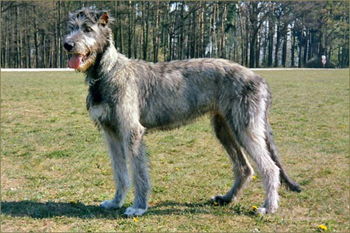 愛爾蘭獵狼犬
