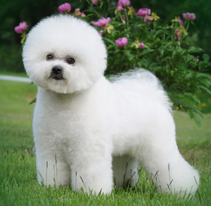 比熊犬