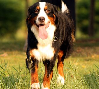 伯恩山犬
