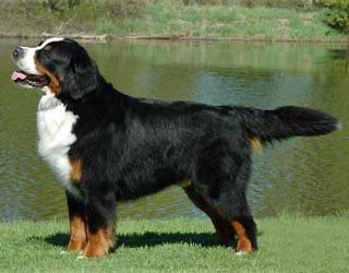 瑞士伯恩山犬