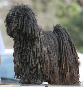 波利犬