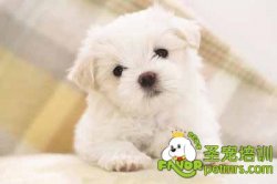 可愛狗狗