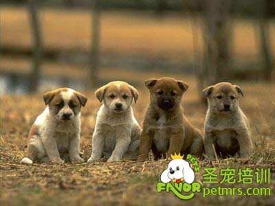 狗狗