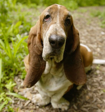 巴吉度獵犬