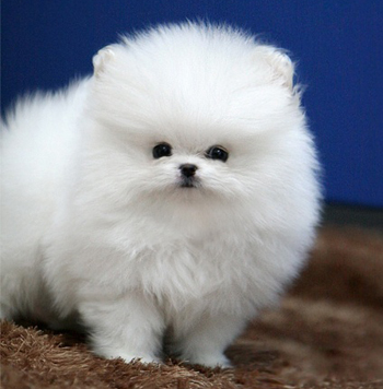 博美犬