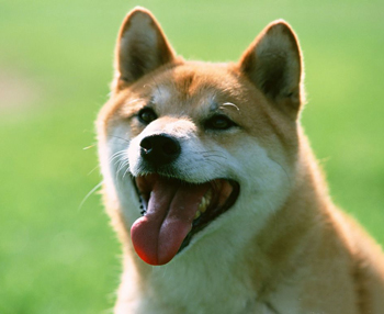 柴犬