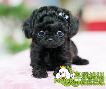 可愛狗狗