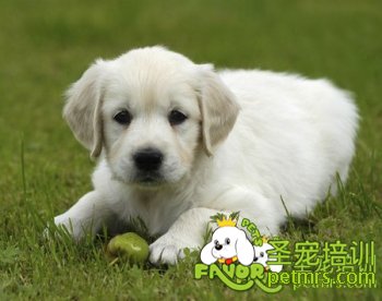 幼犬