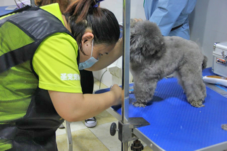 學(xué)員貴賓犬修剪