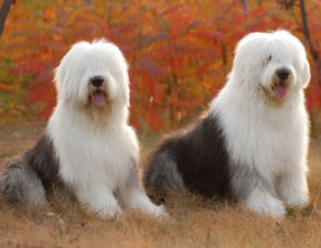 英國古代牧羊犬