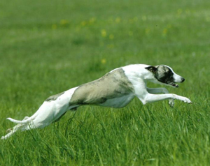 惠比特犬