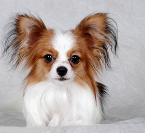蝴蝶犬