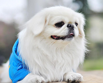 京巴犬