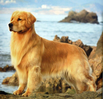 金毛犬