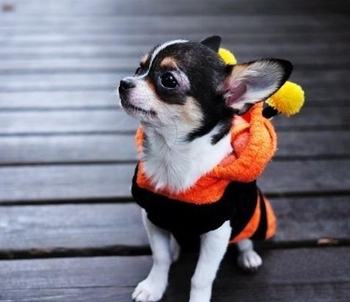 吉娃娃犬