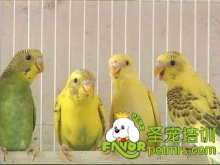 觀賞鳥