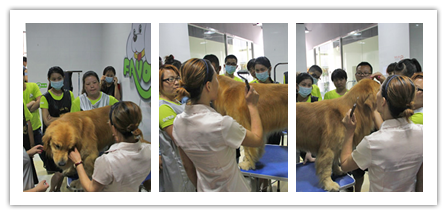 金毛犬美容講解
