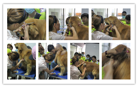 金毛犬美容講解