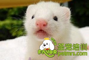 寵物貂
