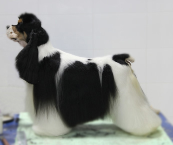 可卡犬