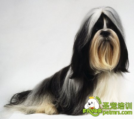西施犬