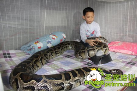 蟒蛇