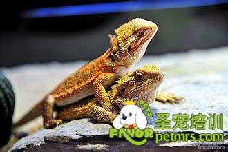 松獅蜥