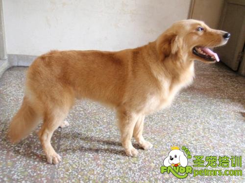 金毛犬