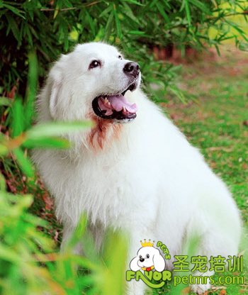大白熊