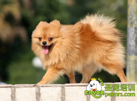 博美犬