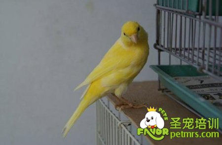 觀賞鳥
