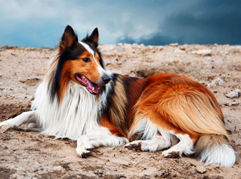 蘇格蘭牧羊犬