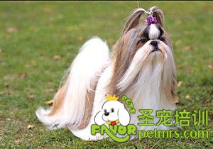 西施犬