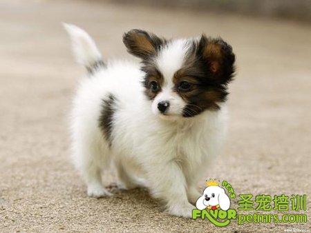 蝴蝶犬