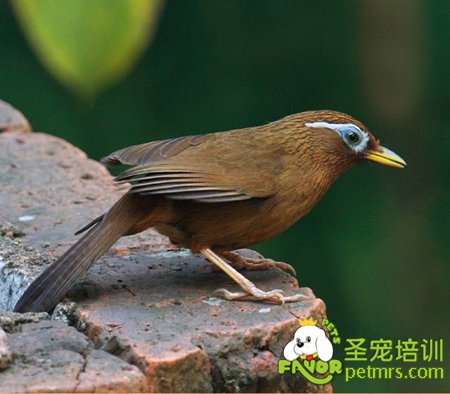 畫眉鳥