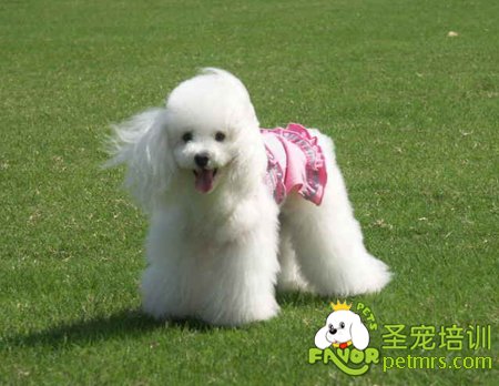 可愛狗狗