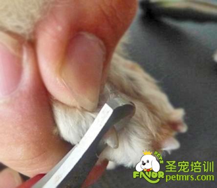給狗狗剪指甲