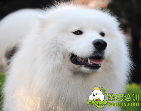 狗狗解暑三點方式,讓狗狗健康度過夏天