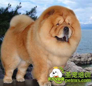 松獅犬