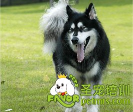 阿拉斯加雪橇犬