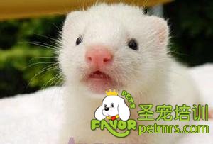寵物貂
