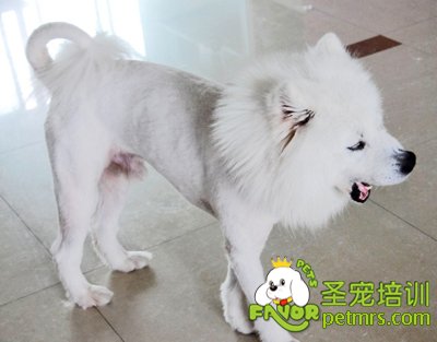 給狗狗剃毛