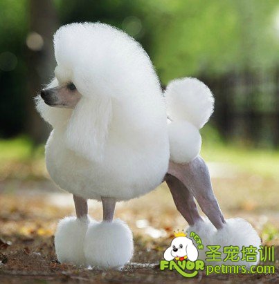 貴賓犬運動裝
