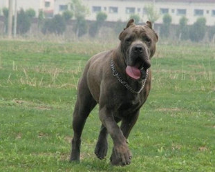 意大利卡斯羅犬